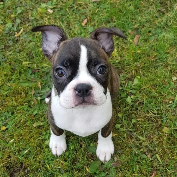 giocattolo di dimensioni regalo mini canile   boston terrier ho dei bellissimi cuccioli di boston te