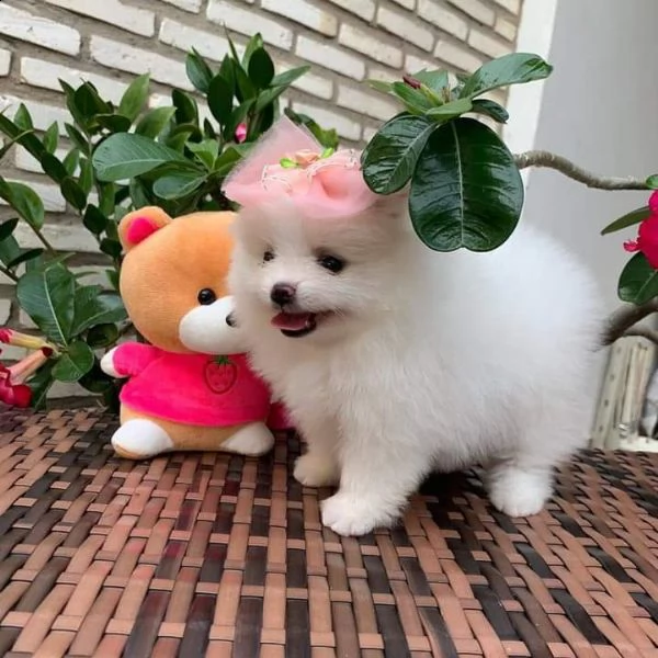 pomerania cucciolo femmina disponibili | Foto 1