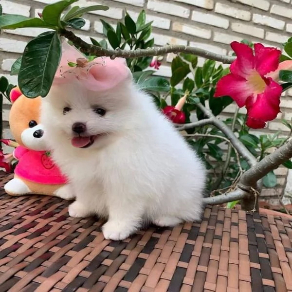 pomerania cucciolo femmina disponibili | Foto 0