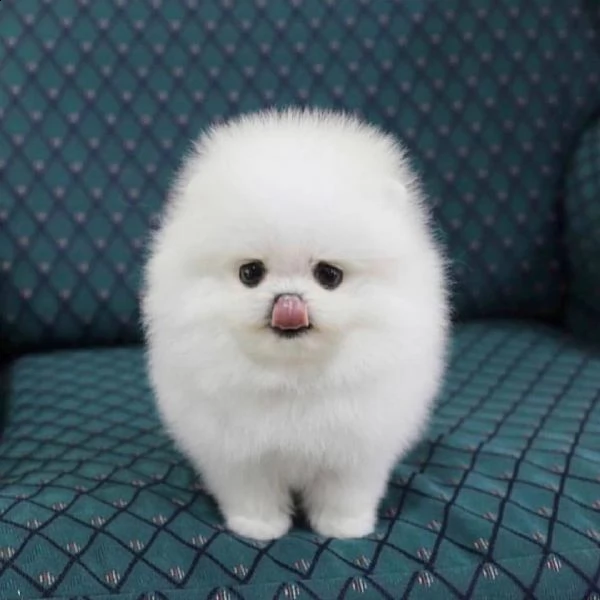 pomerania nano