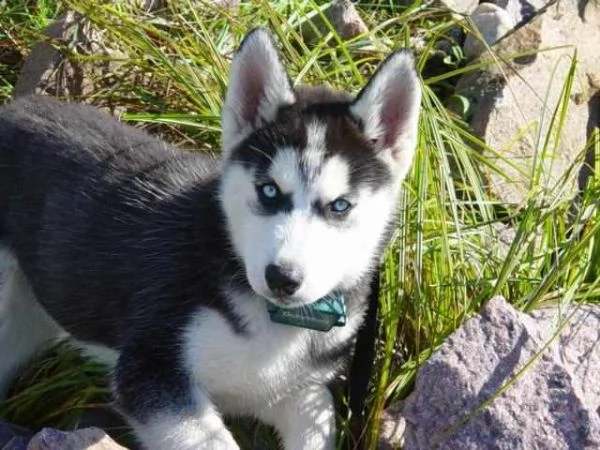 vendita cucciolo adorabili cuccioli di siberian husky