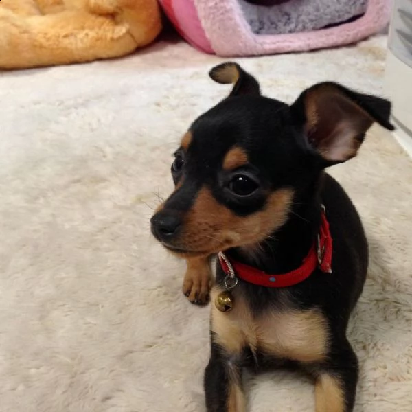 regalo cuccioli di pinscher bellissimi cuccioli disponibili, carattere adorabile ,sono docili ed aff