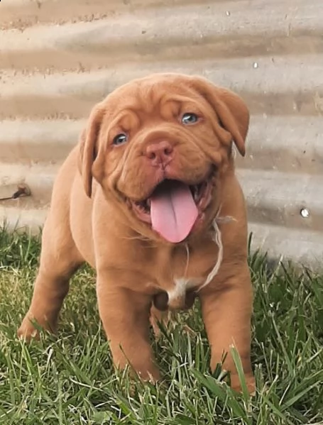 regalo bellissimi maschi e femmine dogue de bordeaux cuccioli