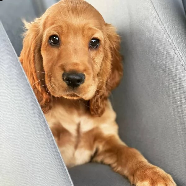 regalo cuccioli coker spaniel i cuccioli vengono consegnati con svezzamento , primo vaccino, librett