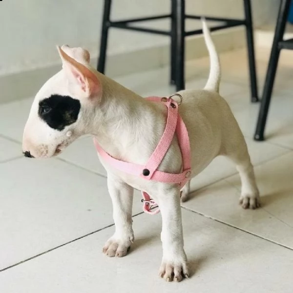 regalo cuccioli di razza bull terrier consegna con il libretto sanitario,  il michrochip, vaccinati 