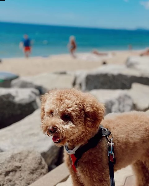 regalo cuccioli barboncino di 90 giorni nata e svezzata in ambiente familiare. viene munita di docum