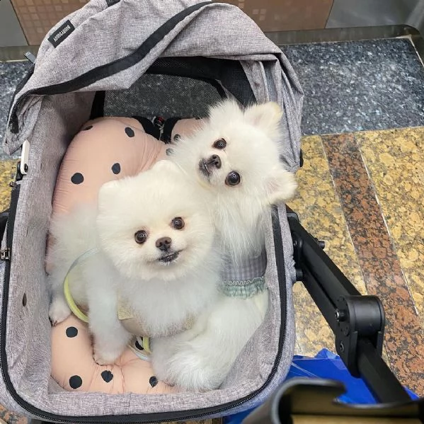 regalo di cuccioli di volpino pomeranian   adorabili cuccioli di volpino pomeranian  femmine e masch