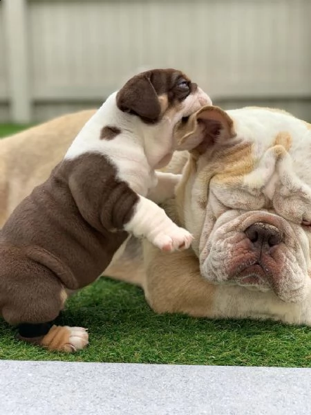 cuccioli inglese bulldog disponibili per adozione...