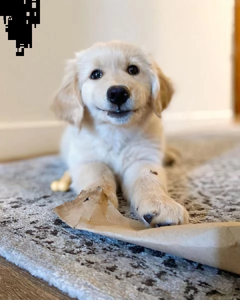 molto urgente !!! regalo golden retriever cuccioli belli e simpatici. maschio e femmina pronti per u