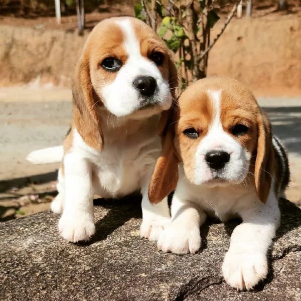 regalo cuccioli dolce e bella beagle stiamo dando questi nostri cuccioli sani maschi e femmine in un