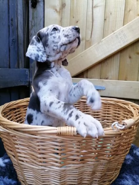 regalo due cucciolo di alano per l'adozione