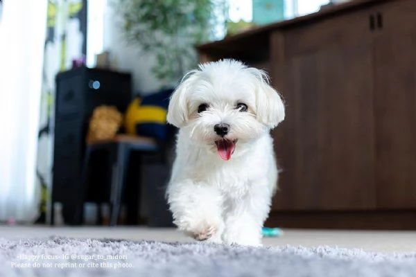 regalo cuccioli di razza maltese consegna con il libretto sanitario,  il michrochip, vaccinati e sve