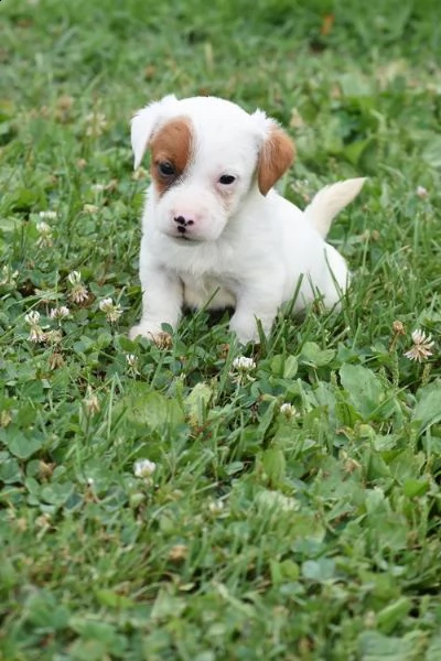  regalo jack russell cuccioli