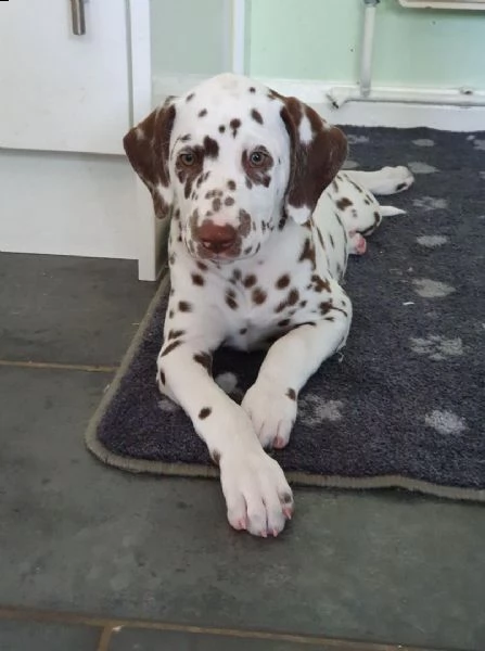  regalo dalmata cuccioli....