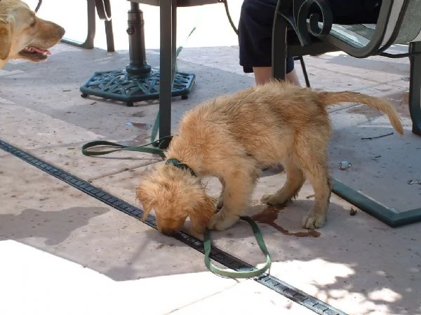 cuccioli di golden retriever con pedigree enci