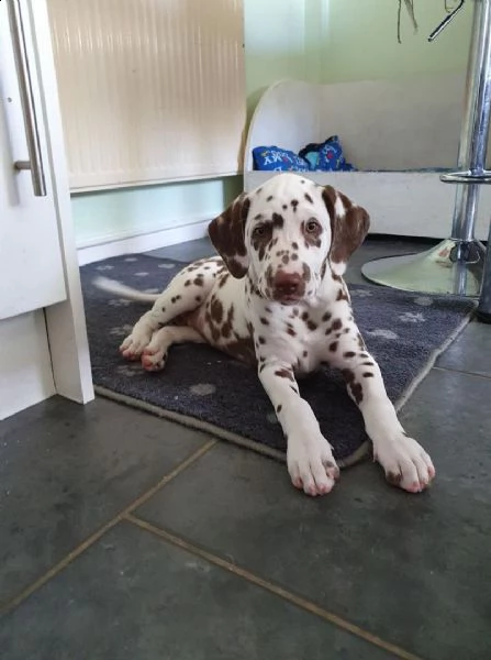  ...regalo dalmata cuccioli