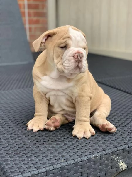 cuccioli inglese bulldog disponibili per adozione.....