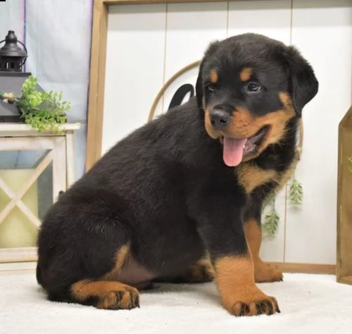 regalo cuccioli di tipo rottweiler con i capelli corti