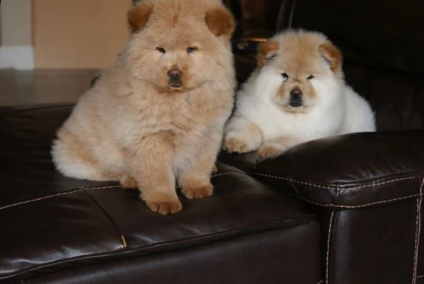 vendita disponibili e pronti , cuccioli di chow chow