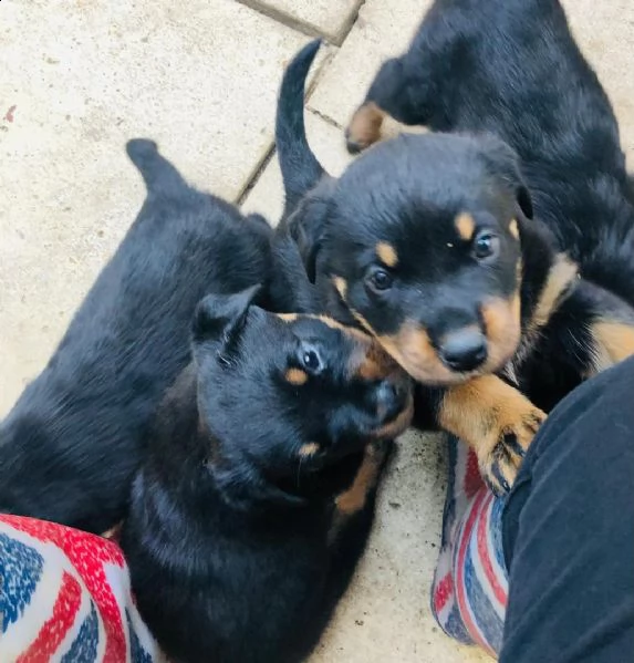 regalo cuccioli di tipo rottweiler con i capelli corti...