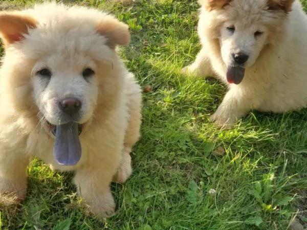 regalo bianchi cuccioli di chow chow