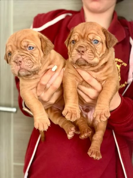  regalo bellissimi maschi e femmine dogue de bordeaux cuccioli