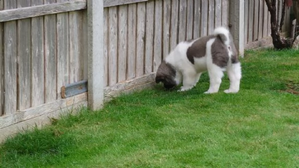  regalo akita inu cuccioli maschio e femmina