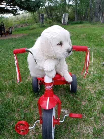 regalo golden retriver cuccioli