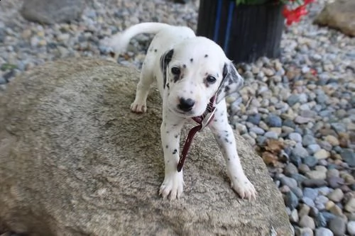 cuccioli di dalmata  femminucce e maschietti disponibili .