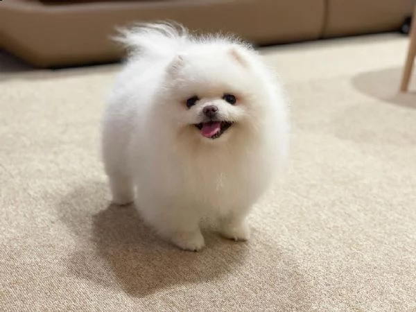 regalo cuccioli di volpino pomerania di 90 giorni nata e svezzata in ambiente familiare. viene munit