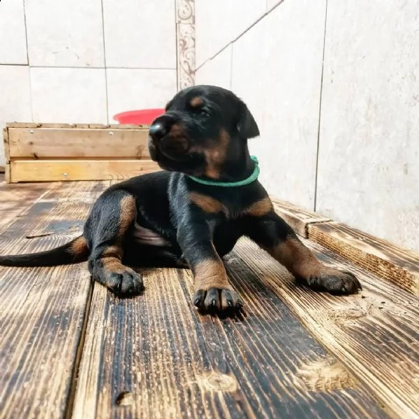 regalo adorabili cuccioli dobermann femminucce e maschietti disponibili verranno ceduti con pedigree