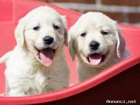 vendita cuccioli di golden retriever con pedigree