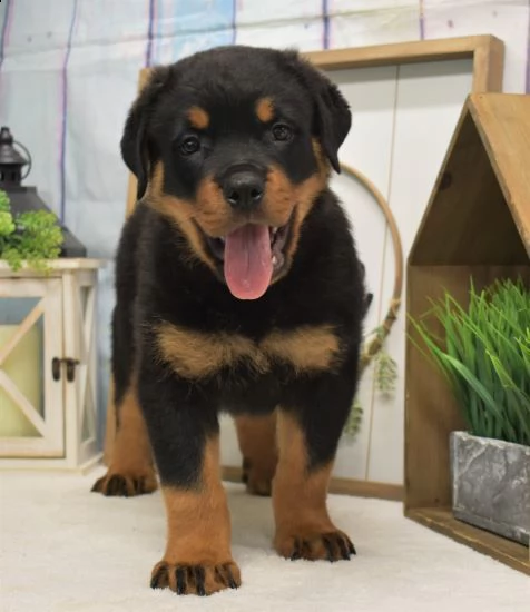 regalo cuccioli di tipo rottweiler con i capelli corti