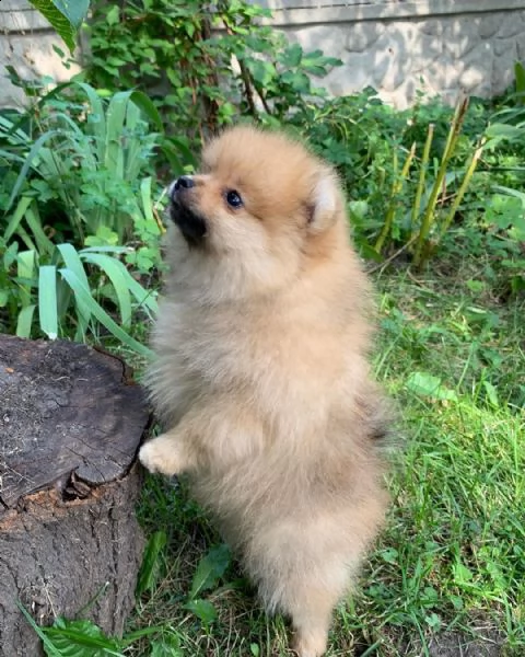 molto urgente !!! regalo pomeranian cuccioli belli e simpatici. maschio e femmina pronti per una cas