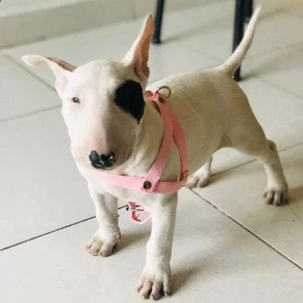 regalo cuccioli di razza bull terrier consegna con il libretto sanitario,  il michrochip, vaccinati 