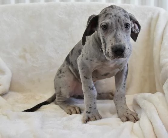 adorabili cuccioli di alano messi in adozione,