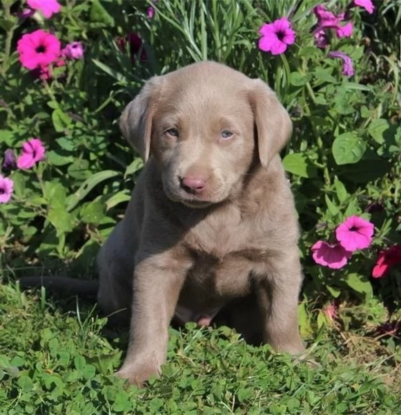 regalo labrador james cuccioli meravigliosi ! 