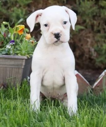  adorabili cuccioli di boxer  pronti per l'adozione