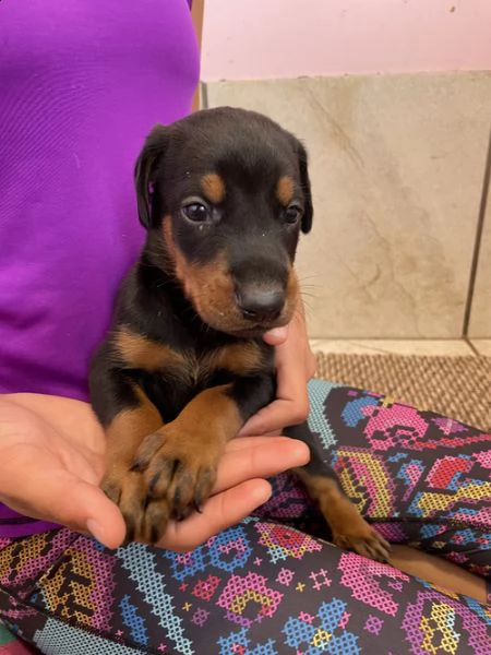 regalo adorabili cuccioli  dobermann  femminucce e maschietti gratuita 