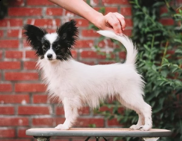 regalo cuccioli di papillon bellissimi cuccioli disponibili, carattere adorabile ,sono docili ed aff