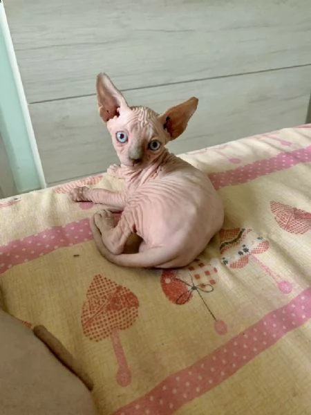  cuccioli sphynx 