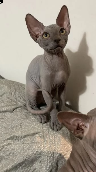  cuccioli sphynx  | Foto 0