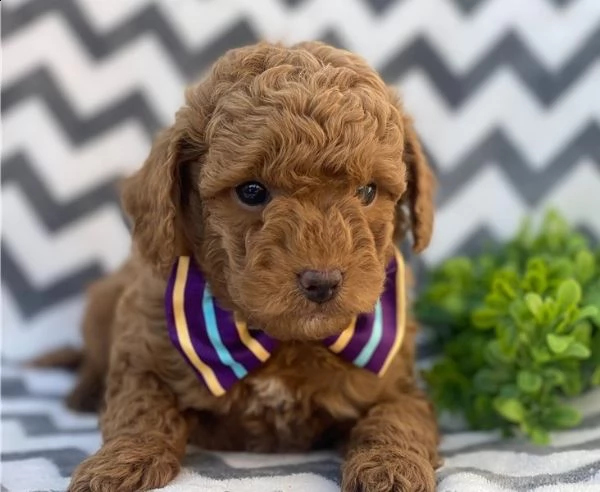 regalo barboncino cuccioli