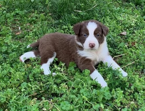 adorabili cuccioli di border collie  pronti per l'adozione