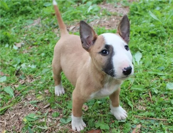 adorabili cuccioli di bull terrier messi in adozione