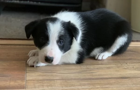  adorabili cuccioli di border collie  pronti per l'adozione