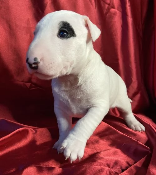 adorabili cuccioli di bull terrier  femminucce e maschietti disponibili