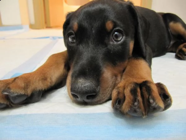 cuccioli di doberman maschio e femmina  | Foto 1