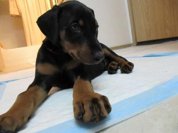 cuccioli di doberman maschio e femmina  | Foto 0