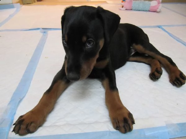 cuccioli di doberman maschio e femmina 